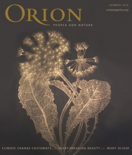 Orion Magazine Behind the Cover: Margot Glass, Dandelion
