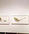 Video of the "David Morrison: Spring Microcosm" exhibition opening! -